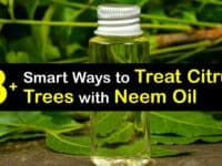 How to Use Neem Oil on Citrus Trees titleimg1