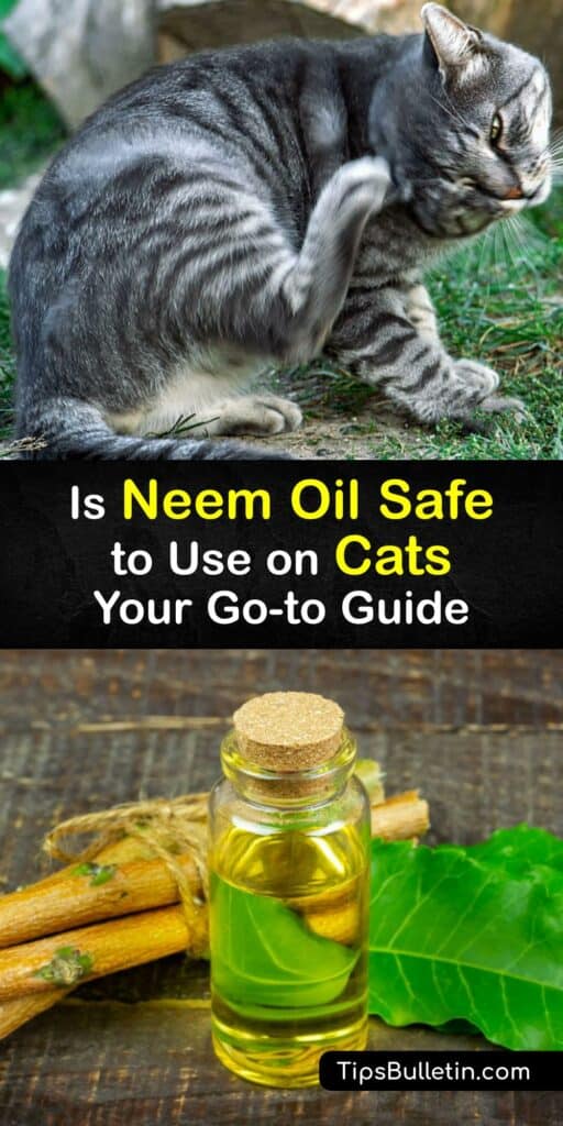 If you have a pest control problem, we have the solution. Learn about safe, effective pet pest control with neem-related tips and tricks. Discover what a carrier oil is and learn how to use essential oils safely and effectively for pest management for your cat. #neem #oil #cats
