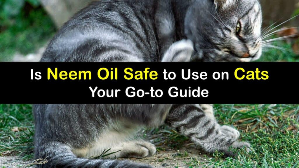 Is Neem Oil Safe for Cats titleimg1