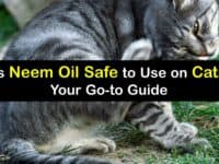 Is Neem Oil Safe for Cats titleimg1