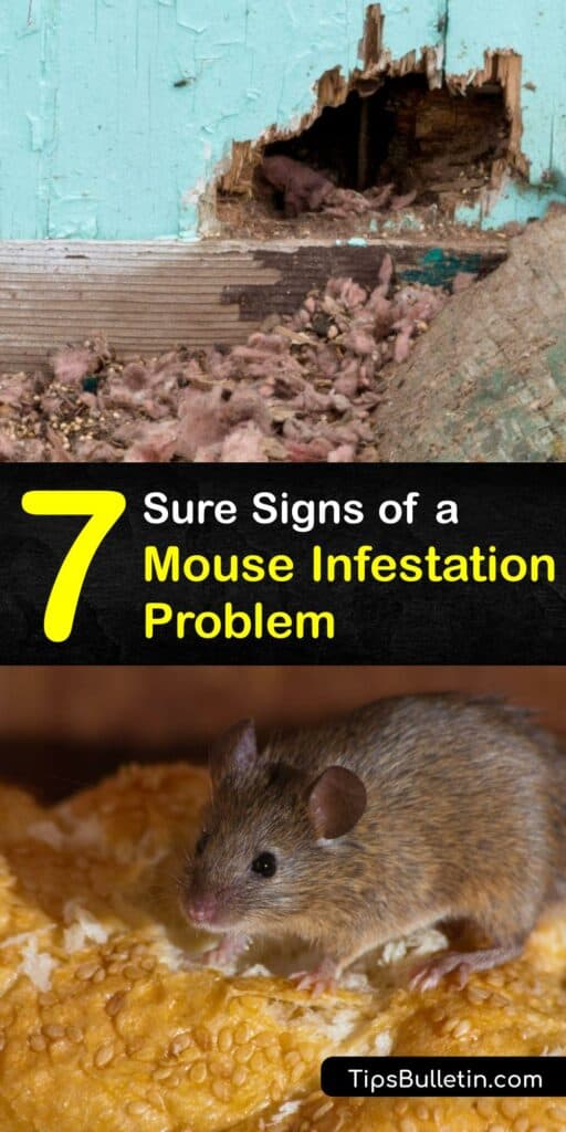 A mouse infestation is stressful and can potentially impact environmental health and spread disease. Learn how to spot mouse droppings and other tell-tale signs of rodent infestation with this guide. Pick up tips on mouse proofing, pest control, and general safety. #mouse #infestation