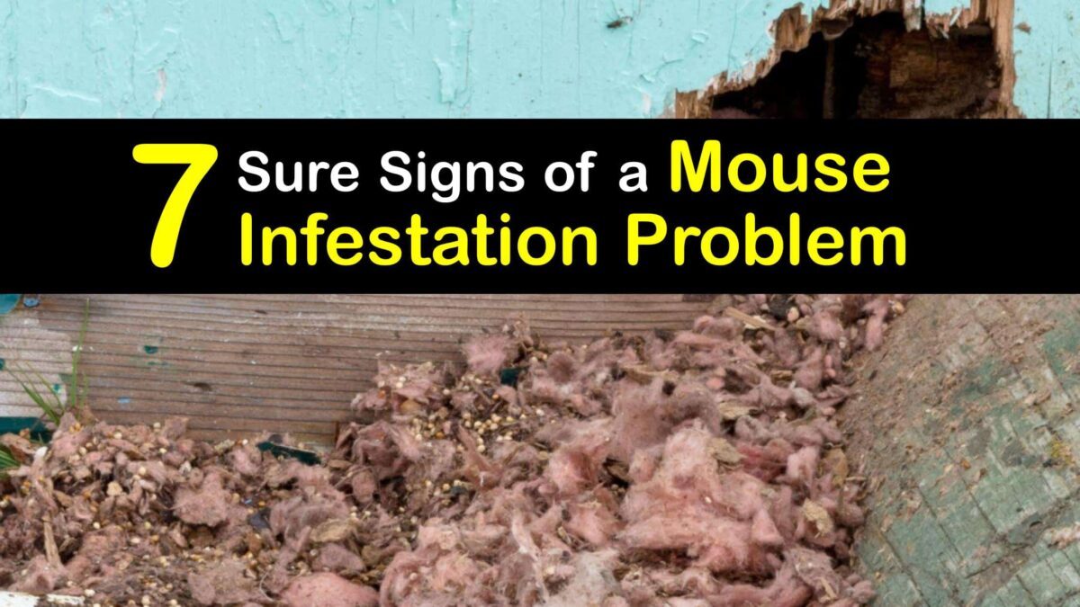 Handling a mice infestation what you can do to get rid of mice