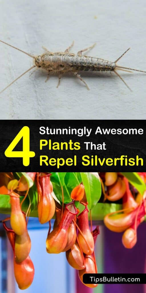 Discover which plants repel silverfish and prevent an infestation. There are many plant types that repel bugs like asparagus beetles, spider mites, silverfish, and other garden pests, whether you grow them as an outdoor or indoor plant. #silverfish #repellent #plants