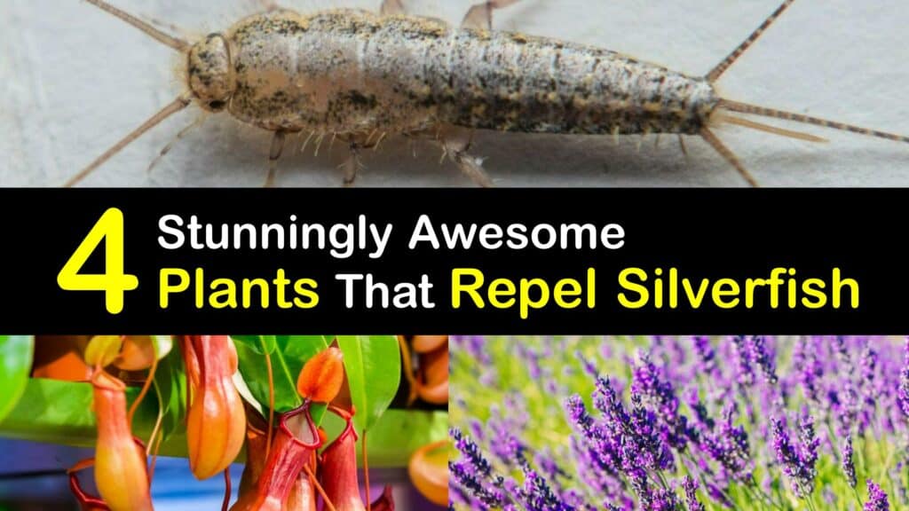 Plants that Repel Silverfish titleimg1