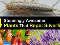 Plants that Repel Silverfish titleimg1