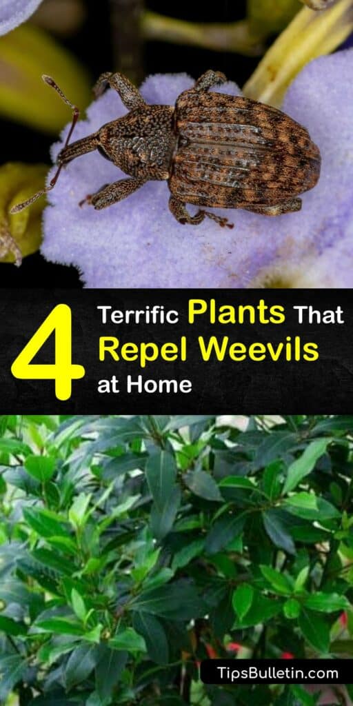 Learn about plants that repel weevils to keep the weevil from infesting your garden and home. The root weevil devours plant roots, while adult weevils eat stems and leaves. Companion planting is excellent for weevil pest control. #plants #repel #weevils
