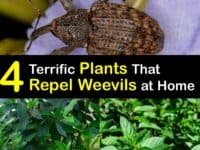 Plants that Repel Weevils titleimg1
