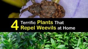 Plants that Repel Weevils titleimg1