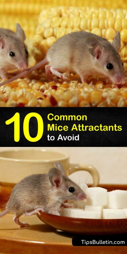 Learning what attracts mice helps you avoid a house mouse or field mouse infestation. Food, shelter, nesting materials, and easy access lure in a mouse or rat and lead to a rodent problem. If you have mice, use peanut butter as bait to set a mouse trap. #attracts #mice