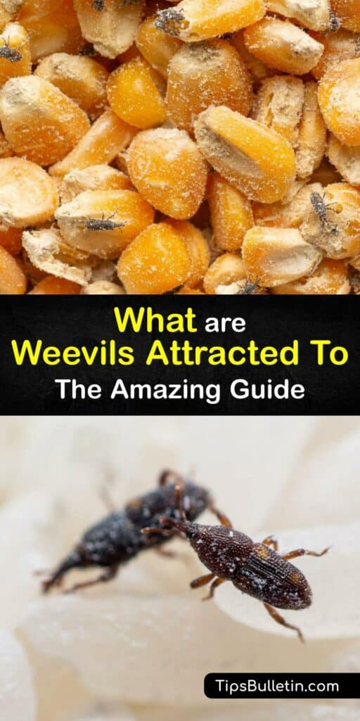 Whether you’re facing the boll weevil, black vine weevil, adult rice weevils, or a clothes moth, knowing what attracts them aids pest control. Discover what lures adult weevils to keep them out of your rice and pantry. #what #attracts #weevils