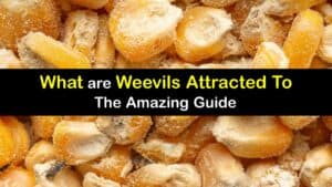 What Attracts Weevils titleimg1