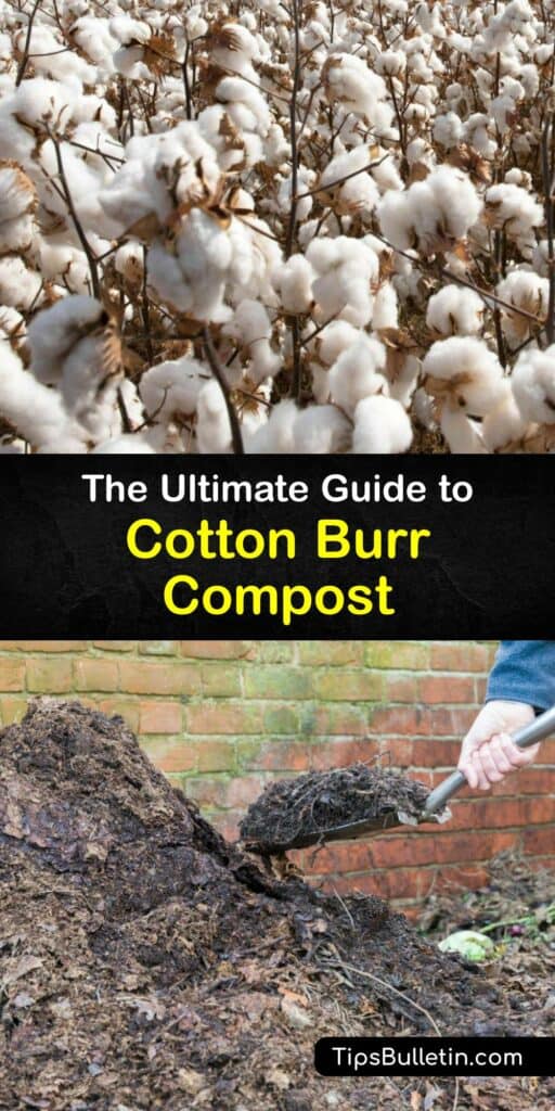 If you’re struggling with tight clay soil or difficult sandy soil, you need some cotton burr compost in your life. Cotton burr compost is an incredible soil amendment and mulch. Discover why cotton burr compost is called a “hidden gem of the gardening world.” #cotton #burr #compost