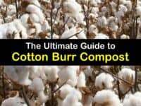 What is Cotton Burr Compost titleimg1