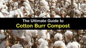 What is Cotton Burr Compost titleimg1
