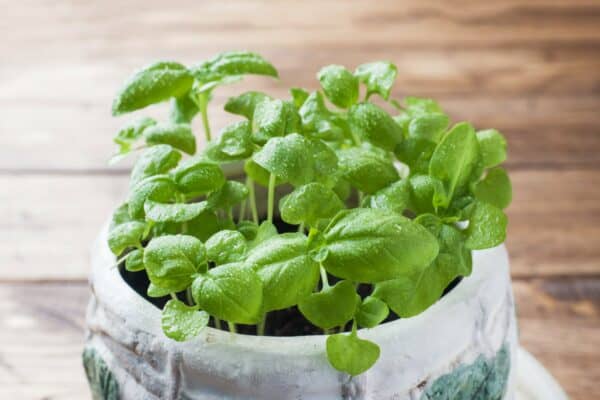 Basil is an annual plant containing oils bugs don't like.