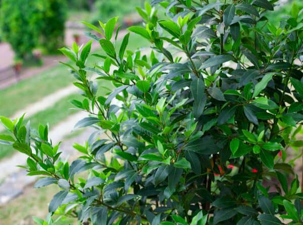 Bay leaf is a popular plant that repels weevils and other bugs.