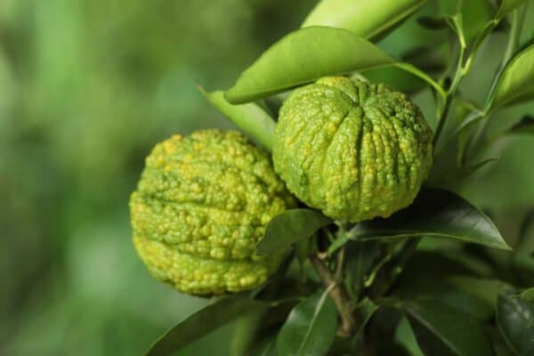 Bergamot is one of the best plants that repel rats and other rodents.
