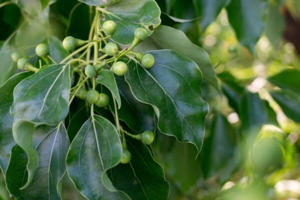The camphor laurel is a highly aromatic evergreen.