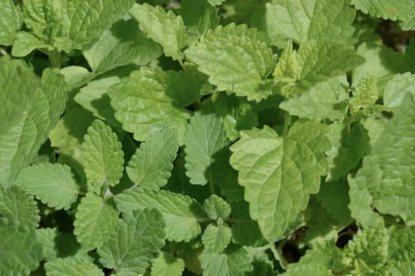 Catnip attracts cats and repels weevils.