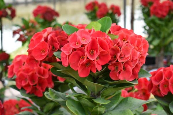 The Christ plant is also known as Crown of Thorns for its sharp spines.