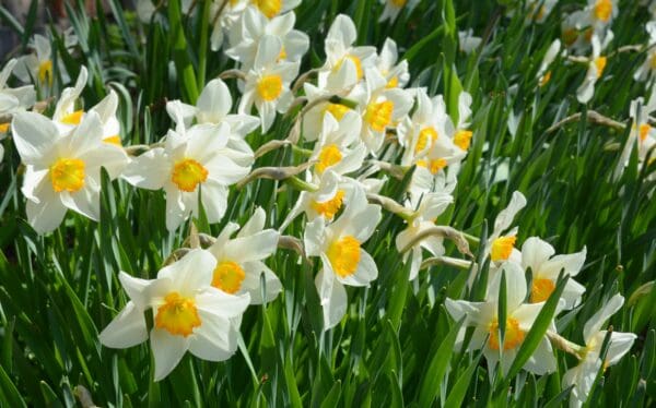 All types of rodents avoid areas where daffodils grow.