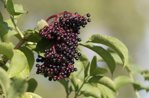 Elderberry bark is poisonous to rats.