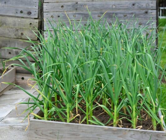 Garlic is a popular plant for repelling insects.