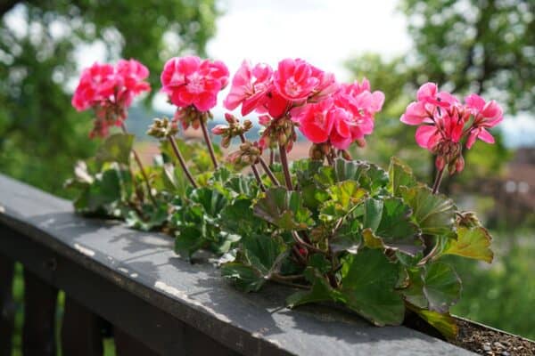 Geraniums with scented leaves repel all kinds of unwanted pests.