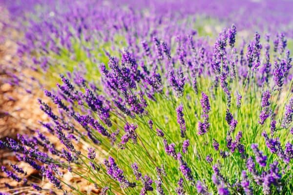 Lavender contains linalool, which insects like silverfish hate.