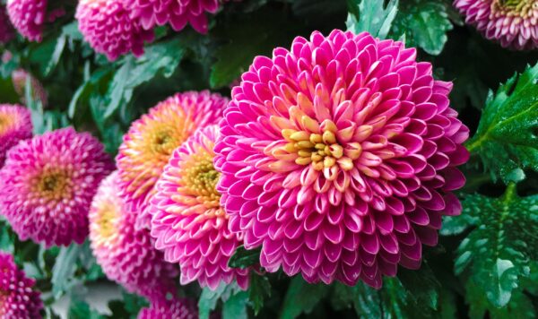 Chrysanthemums come in a variety of cheerful colors.