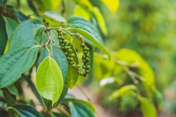 Peppercorns are slow-growing rat repellent plants.