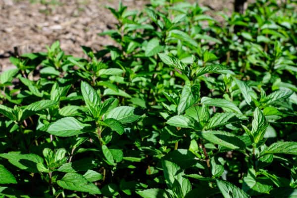 Peppermint is a popular kitchen herb that repels weevils.