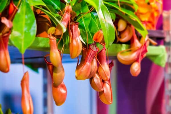 Pitcher plants collect silverfish and other bugs.