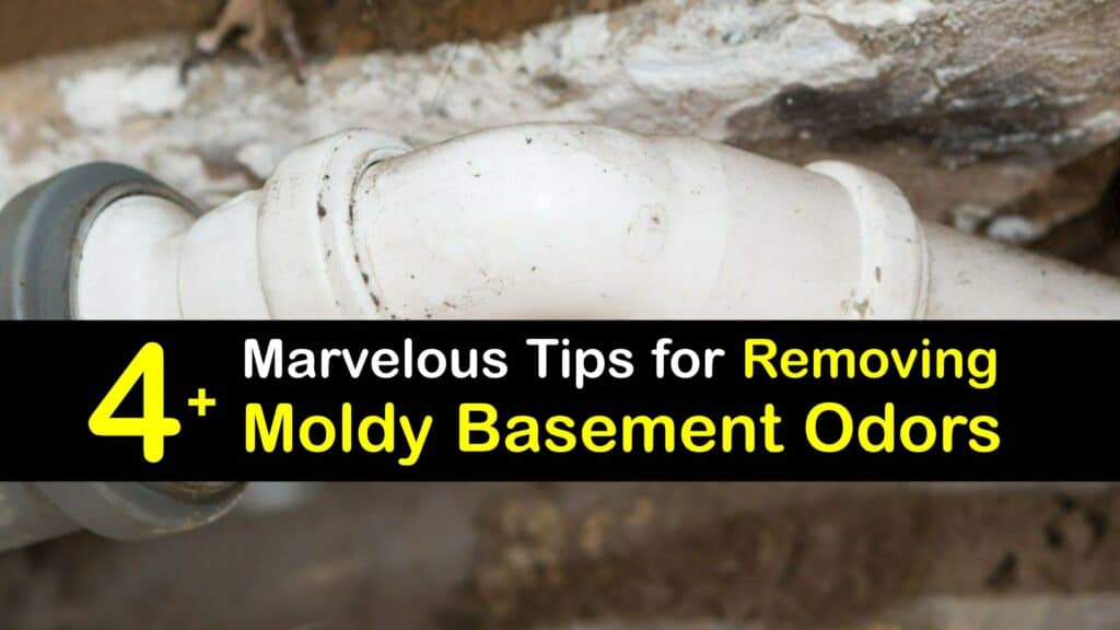 Basement Smells Moldy titleimg1