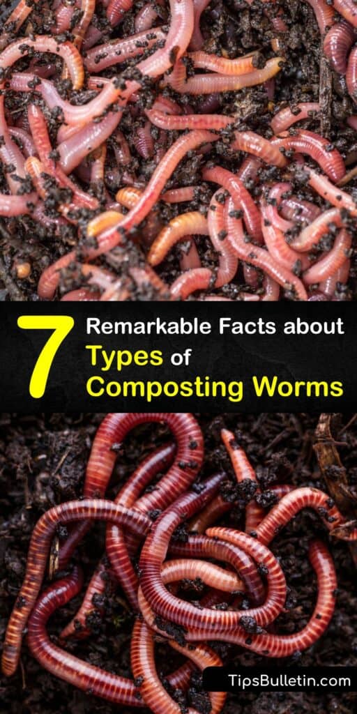 Start your own worm factory and use a red worm population or blue worms to make worm compost. A worm farm uses compost worms to break down organic matter to produce worm compost and worm castings for the garden. #varieties #worms #compost