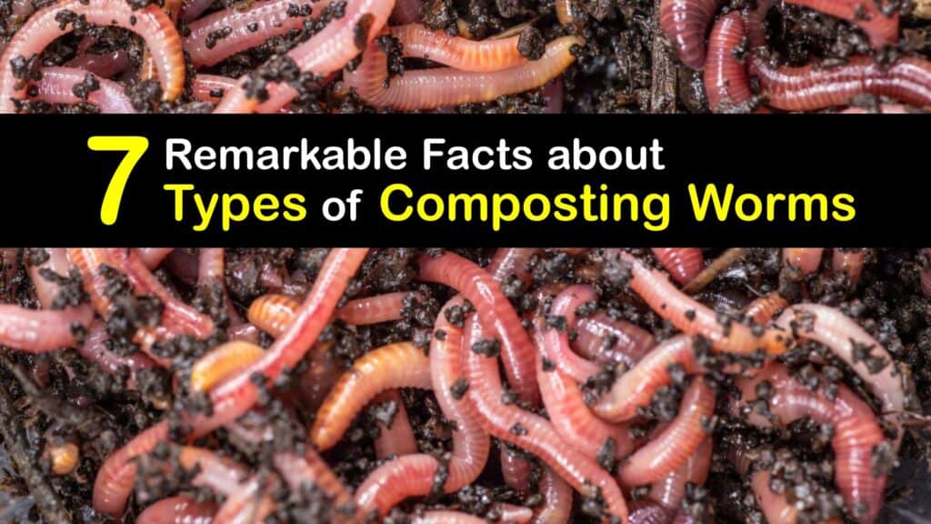 Best Worms for Composting titleimg1