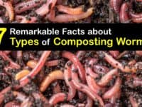 Best Worms for Composting titleimg1