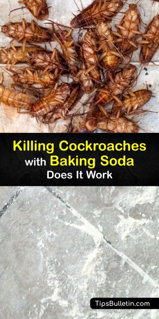 Homeowners facing a roach infestation often ask, does baking soda kill roaches? Baking powder is a common home remedy to quickly halt a cockroach infestation. Use baking soda pest control to kill roaches fast. #baking #soda #getridof #roaches