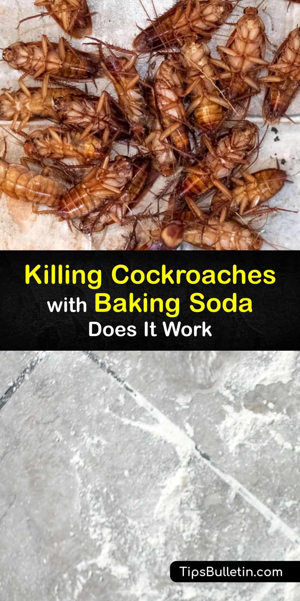 Killing Roaches with Baking Soda Cockroach Control Tips