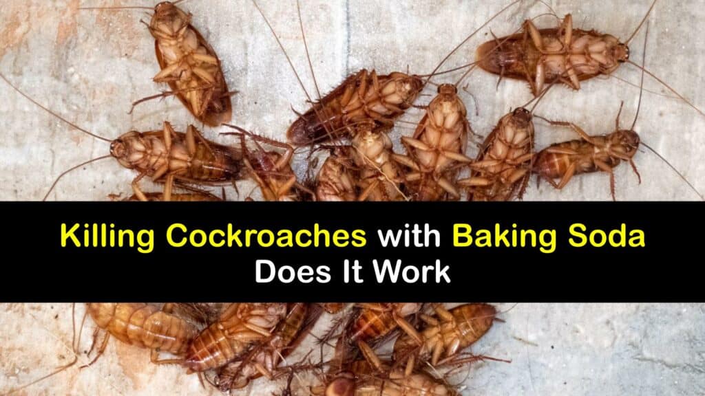 Does Baking Soda Kill Roaches titleimg1