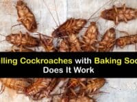 Does Baking Soda Kill Roaches titleimg1