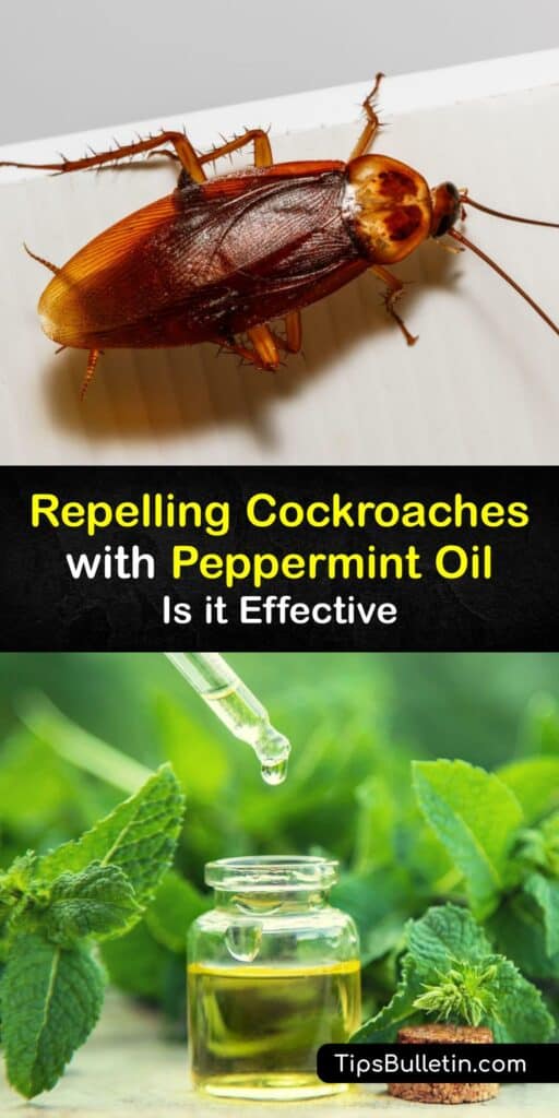 Like tea tree oil, rosemary oil, and other essential oils, peppermint essential oil is an effective way to repel cockroaches and achieve pest control. Repel roaches with a simple peppermint oil roach spray, or use it on cotton balls around your home. #peppermint #oil #repel #roaches