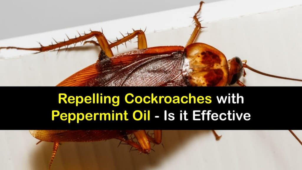 Deter Roaches with Peppermint Oil - A Guide to Cockroach Control