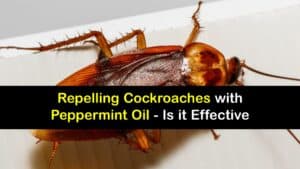 Does Peppermint Oil Repel Roaches titleimg1