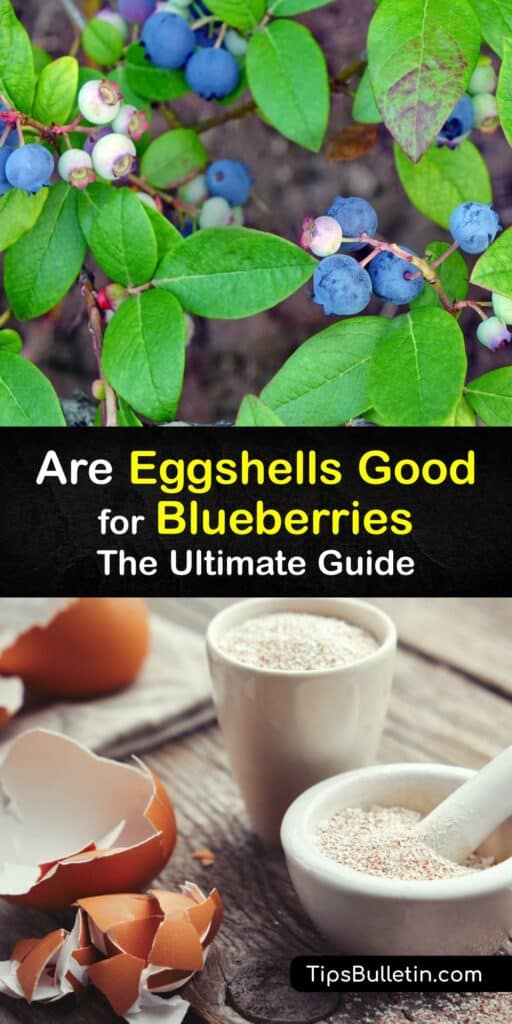A quick answer to fertilizing your highbush blueberry plant is eggshell fertilizer. Like Epsom salt, banana peel, and peat moss, eggshells enrich the soil. Craft a granular or liquid fertilizer to keep your plant healthy and increase its berry yield. #eggshells #blueberry #plants