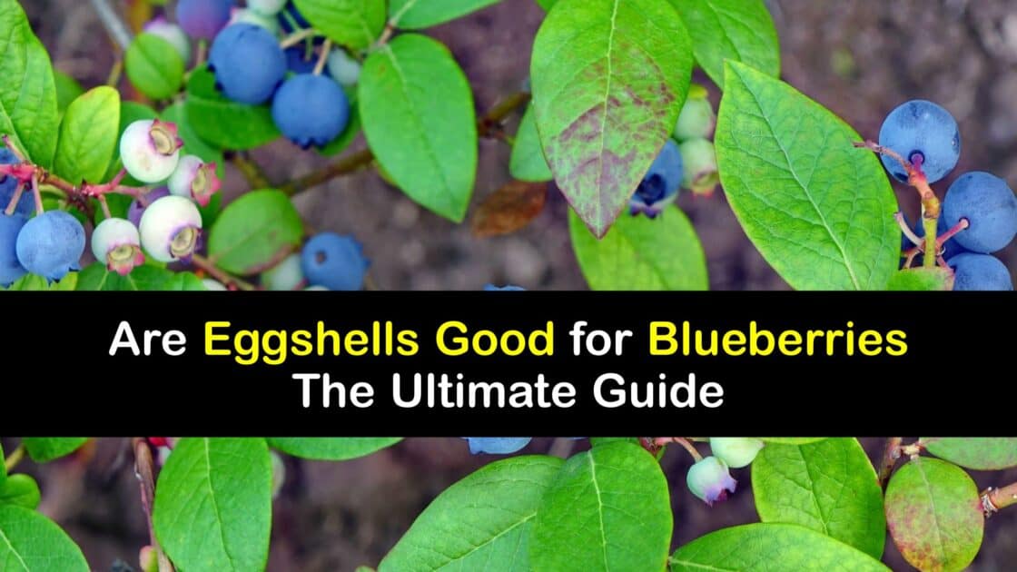 Homemade Blueberry Food Use Eggshells for Blueberry Plants