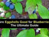 Eggshells for Blueberry Plants titleimg1
