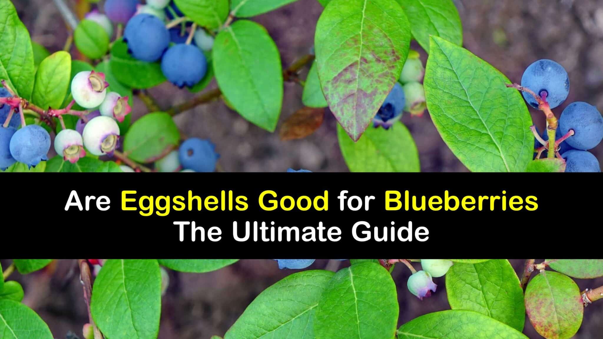 Homemade Blueberry Food Use Eggshells for Blueberry Plants