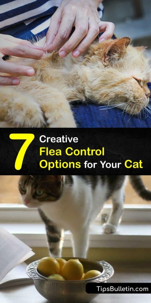 Flea treatment for cats is essential for pet health if your cats go outside or you notice them scratching often. Flea bites irritate cat skin, and these biting insects lay flea eggs in a cat's fur. Discover natural ways to prevent fleas from infesting your cat. #flea #infestation #cats