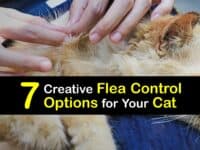 Flea Infestation on Cats titleimg1